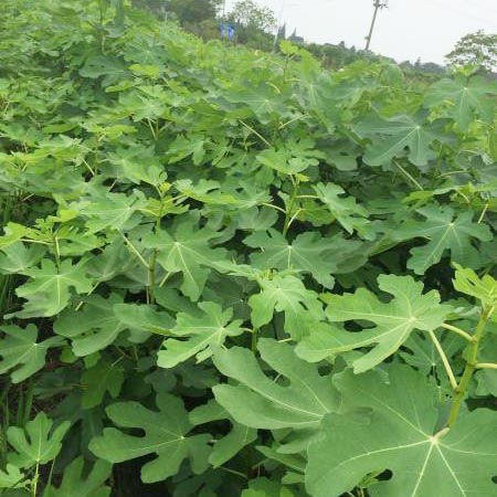 一年生無花果苗
