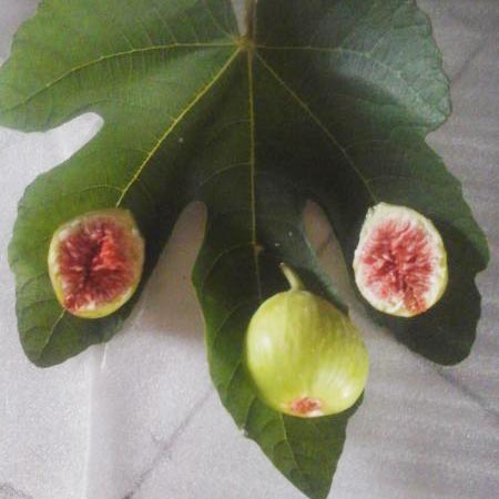 青皮無(wú)花果