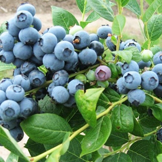 北陸藍(lán)莓