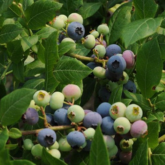 北衛(wèi)藍(lán)莓