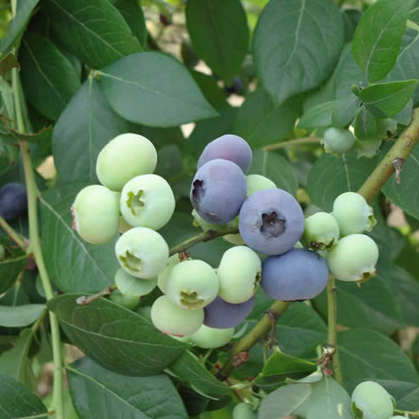 南大V5果樹(shù)