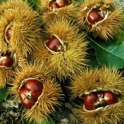 農(nóng)大一號(hào)