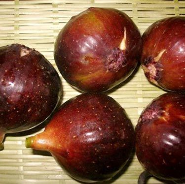 紅矮生無(wú)花果