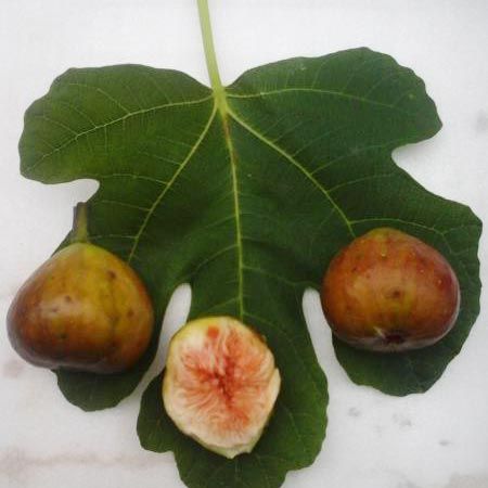 豐產(chǎn)黃無(wú)花果