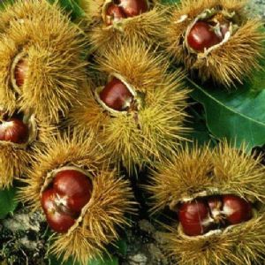 農(nóng)大一號(hào)