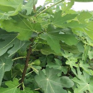 一年生無花果苗