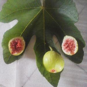 青皮無(wú)花果