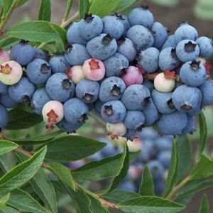 奧尼爾藍(lán)莓