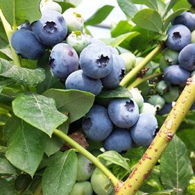 布里吉塔藍(lán)莓