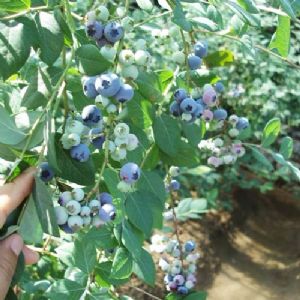 南大藍莓
