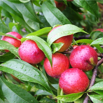 早熟主栽:中油桃5號(hào)