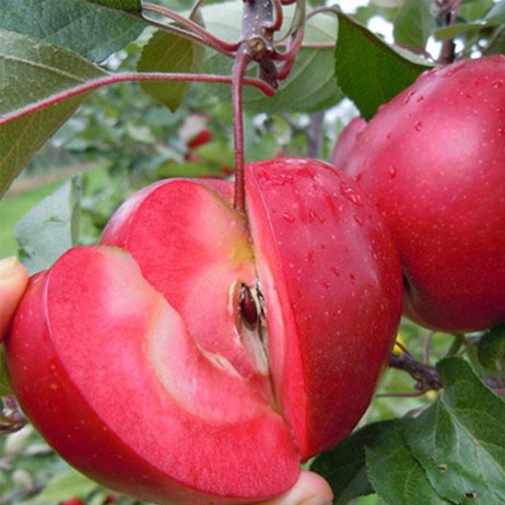 紅肉蘋果
