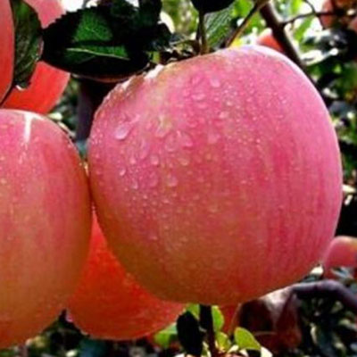 優(yōu)良短枝富士