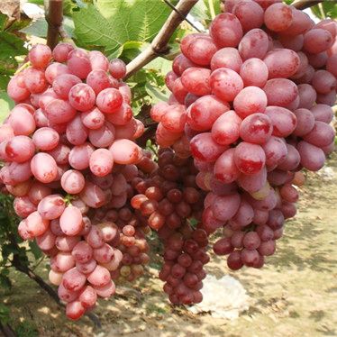 克瑞森無(wú)核