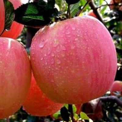 優(yōu)良短枝富士