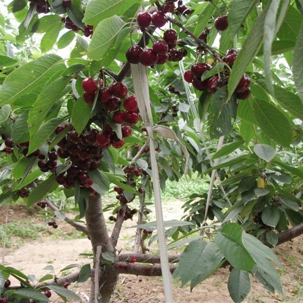 車?yán)遄訖烟颐?></li>
<ol><dl></dl><dt><img src=