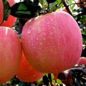 優(yōu)良短枝富士