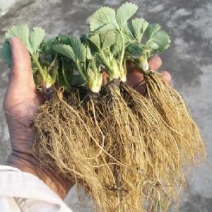 草莓苗根系發(fā)達(dá)