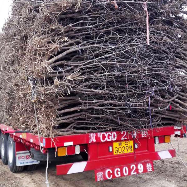 實(shí)景-五公分棗樹裝車