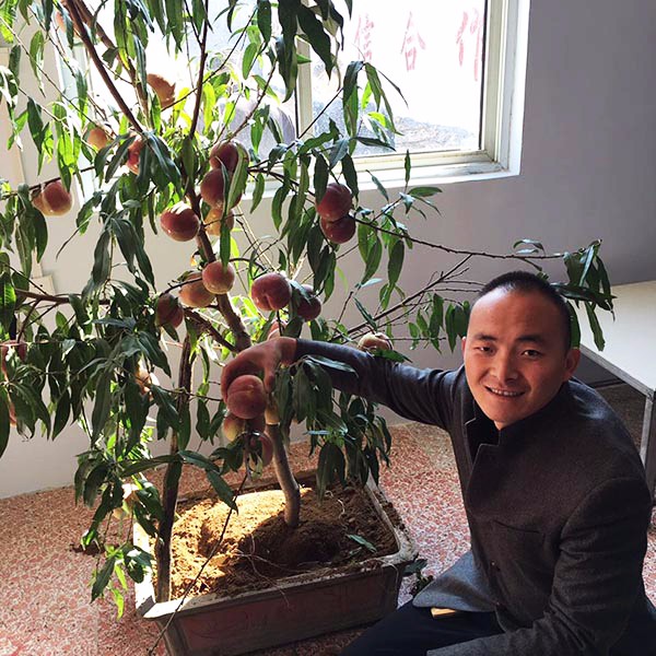 實景-映霜紅三年苗結(jié)果狀