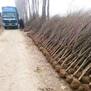 實(shí)景—石榴苗發(fā)貨現(xiàn)場