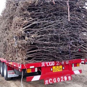 實(shí)景-五公分棗樹裝車