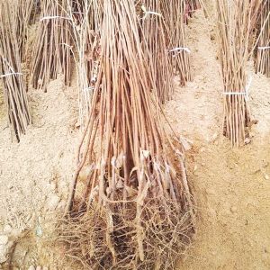 實(shí)景-一公分甜柿苗