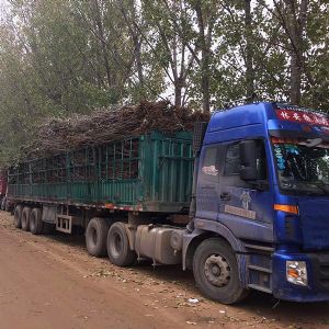 實(shí)景-櫻桃樹(shù)裝車