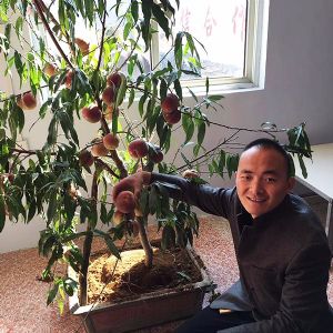 實景-映霜紅三年苗結(jié)果狀