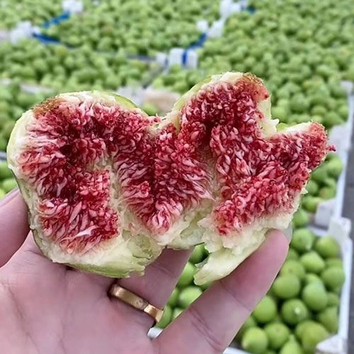 無花果苗種植技術(shù)