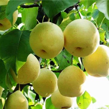 梨樹苗如何施肥？