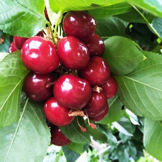 布魯克斯櫻桃苗