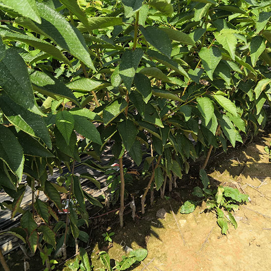 布魯克斯櫻桃苗