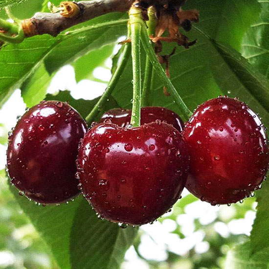 車?yán)遄?/></p><p style=