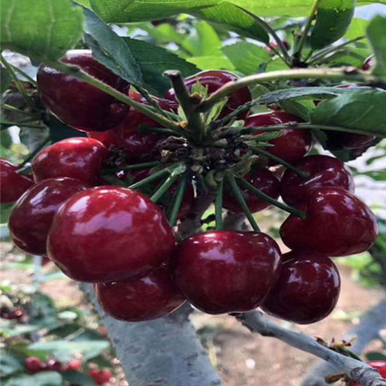 瑞德櫻桃