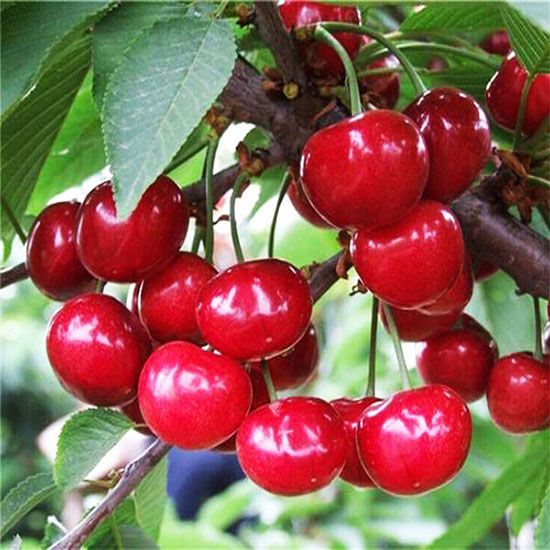 布魯克斯櫻桃苗