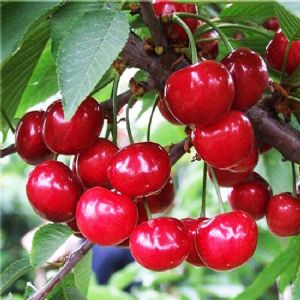 布魯克斯櫻桃苗