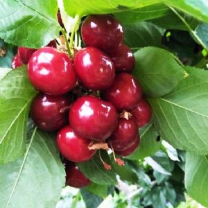 布魯克斯櫻桃苗