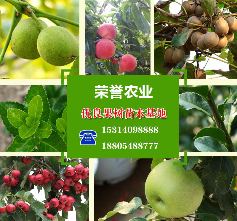 泰安高新區(qū)榮譽(yù)農(nóng)業(yè)科技有限公司