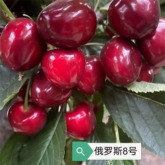 俄羅斯8號(hào)櫻桃苗