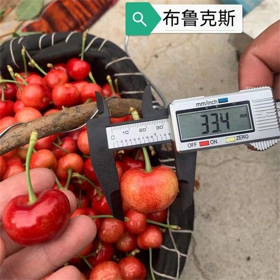 紅布魯克斯櫻桃苗