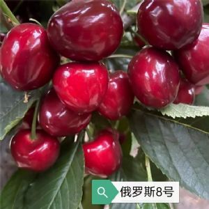 俄羅斯8號(hào)櫻桃苗