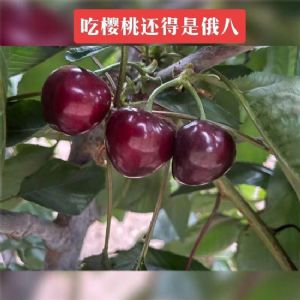 俄羅斯8號(hào)櫻桃苗
