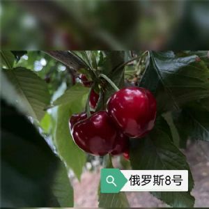 俄羅斯8號(hào)櫻桃苗