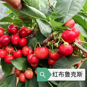 紅布魯克斯櫻桃苗