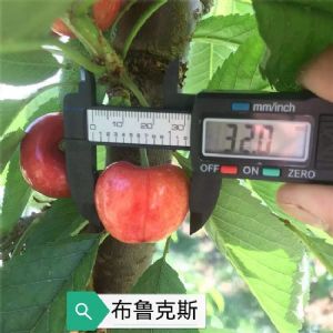 紅布魯克斯櫻桃苗