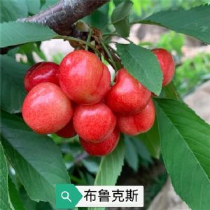 紅布魯克斯櫻桃苗