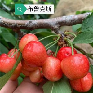 紅布魯克斯櫻桃苗